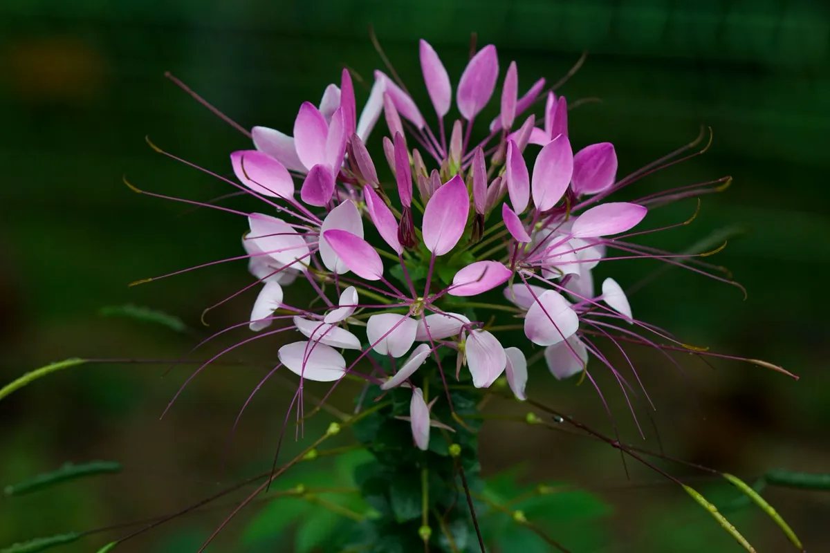 a pink and white spider flower head with slender seed pods forming below the blooms