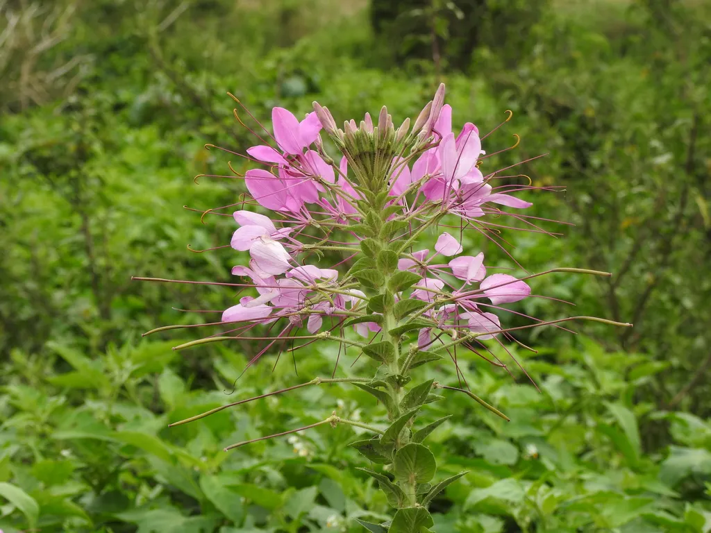 pink spider flower plant blooming above green foliage in an open sunny bed