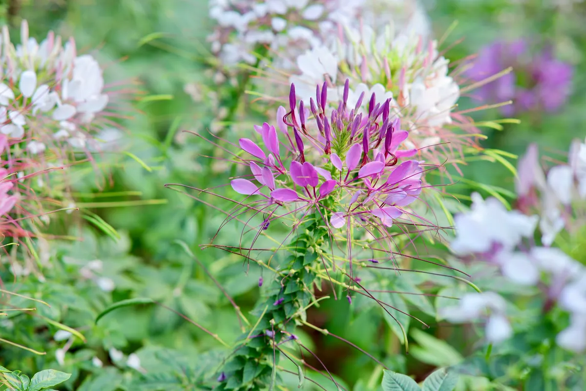 a violet spider flower with long arching stamens beside white blooms in a bed