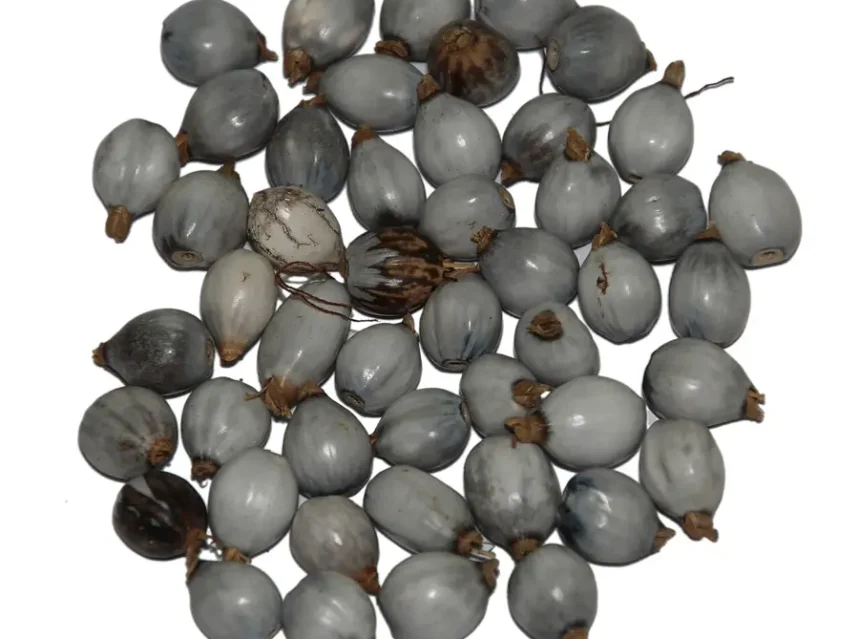 Scattered grey glossy Job's tears seeds on a white background