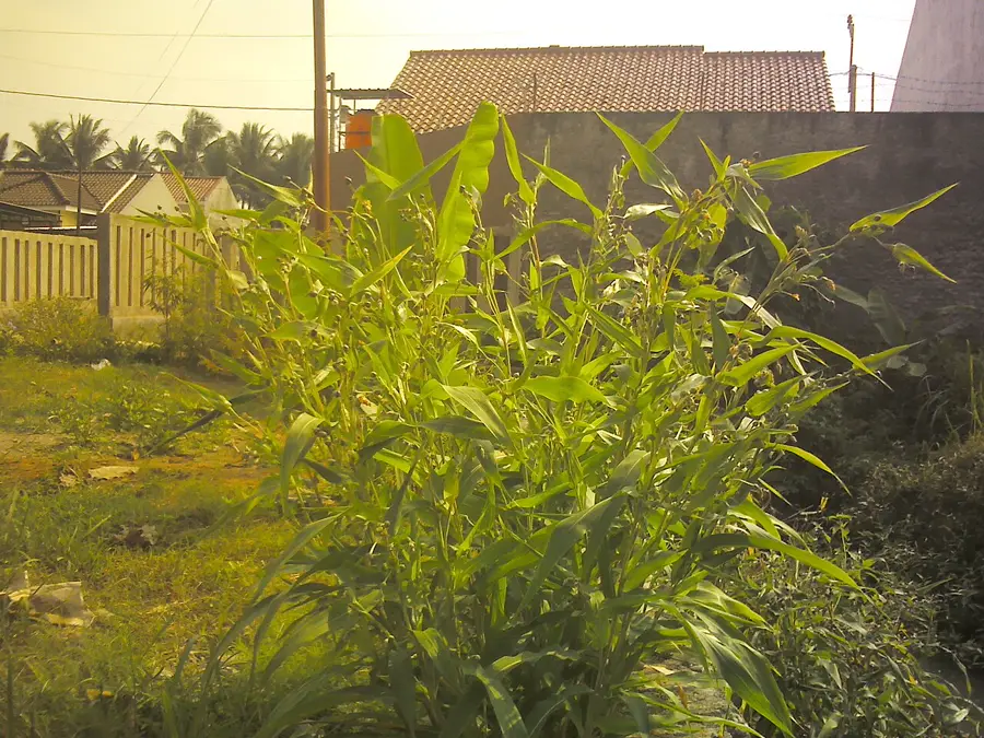 a tall upright clump of the corn-like grass growing in a sunny garden with broad green leaves