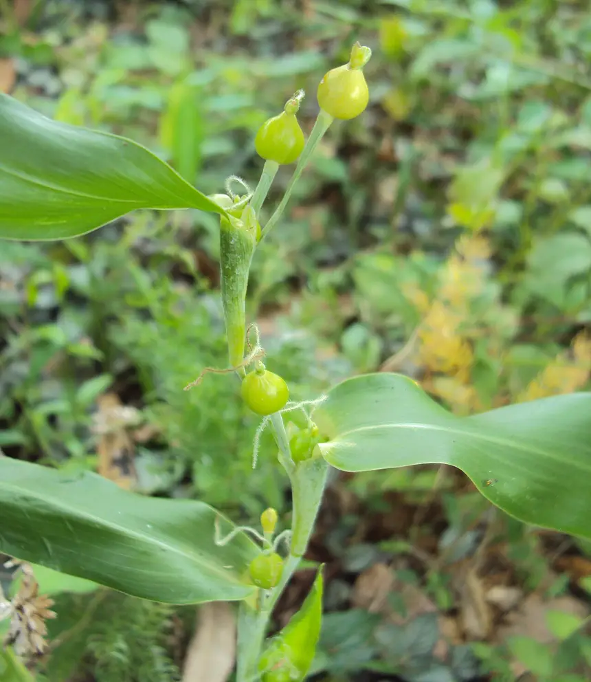 pale green young beads developing along an arching stem among broad ribbon-like leaves