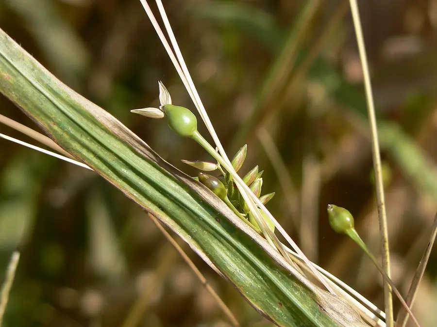 a close view of green forming beads with slender flowering spikelets emerging from a leaf sheath