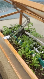 Best Cold Frames