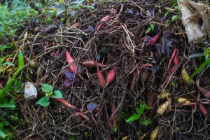 Best Compost Activator