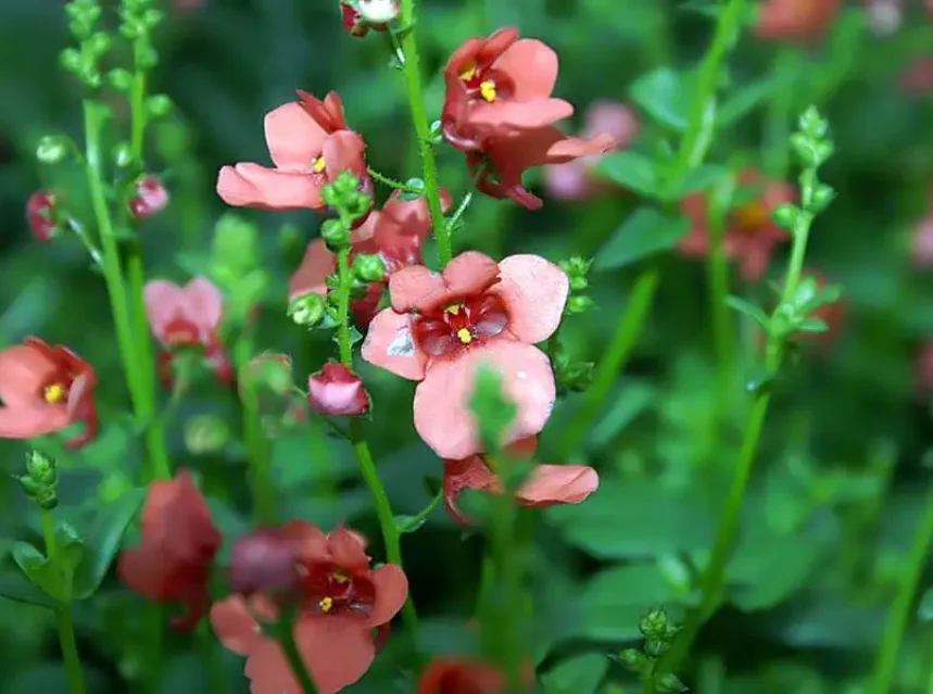 Diascia seeds — coral-pink twinspur flowers with dark throats on slender green stems