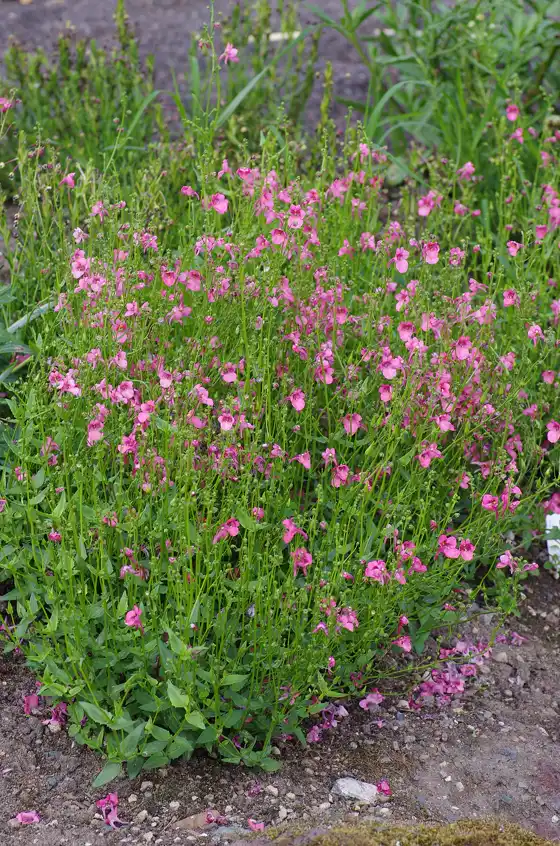 a mounding-to-trailing clump of pink twinspur flowering in a sunny garden bed