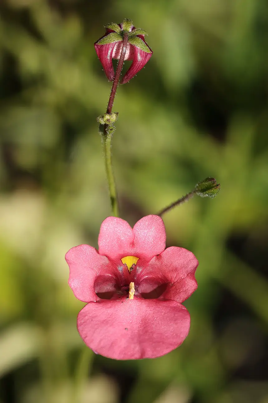 macro of a single rose-pink twinspur bloom and bud showing the pair of backward-pointing spurs
