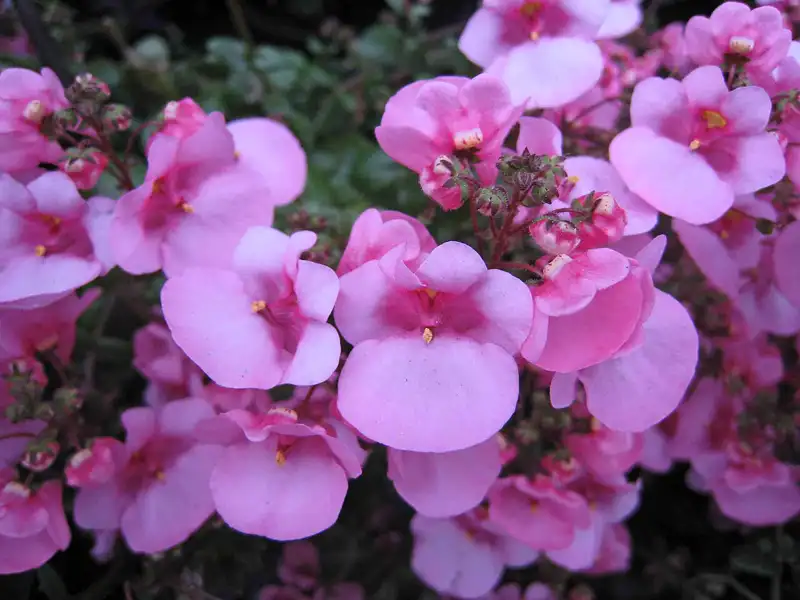 a generous mass of soft pink twinspur flowers in full bloom