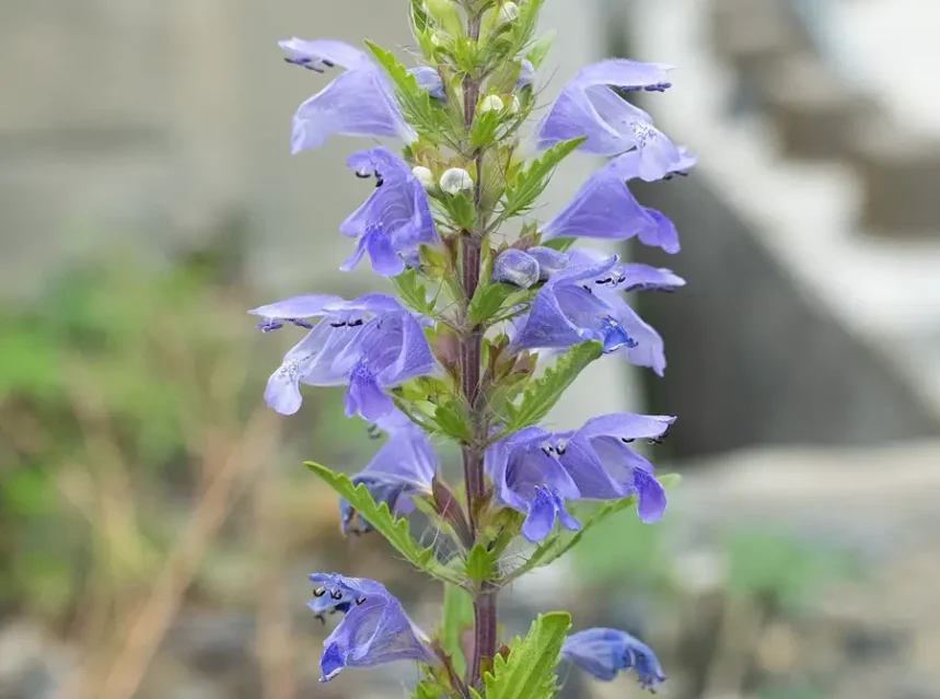 Moldavian dragonhead seeds — upright Moldavian dragonhead spike with violet-blue hooded flowers