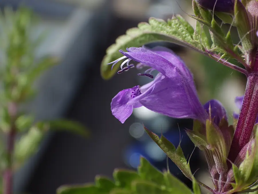 close-up of a single blue-violet dragonhead flower showing its hooded two-lipped shape and stamens