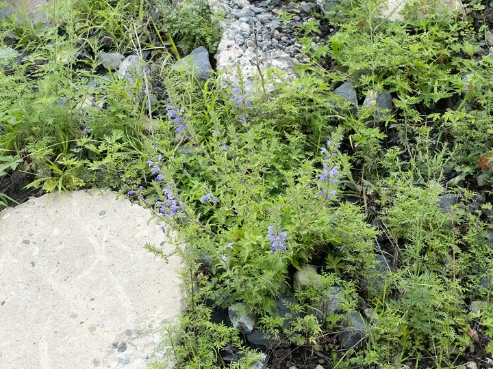 a whole Moldavian dragonhead plant in flower spreading low over gritty garden soil