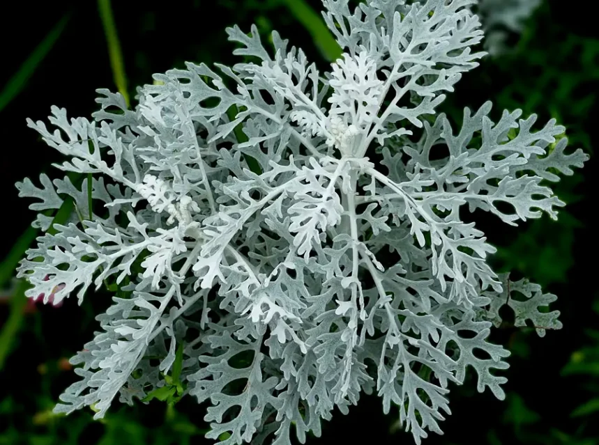 Silver-white felted dusty miller foliage cut into deep lacy lobes