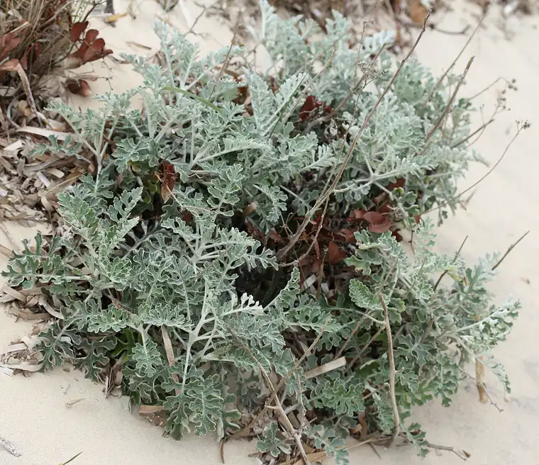 a whole silver-leaved Jacobaea maritima plant forming a low mound in sandy coastal soil