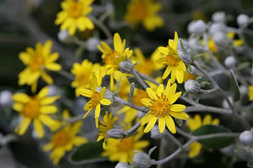 clusters of small yellow daisy flowers and felted grey buds rising above silver foliage