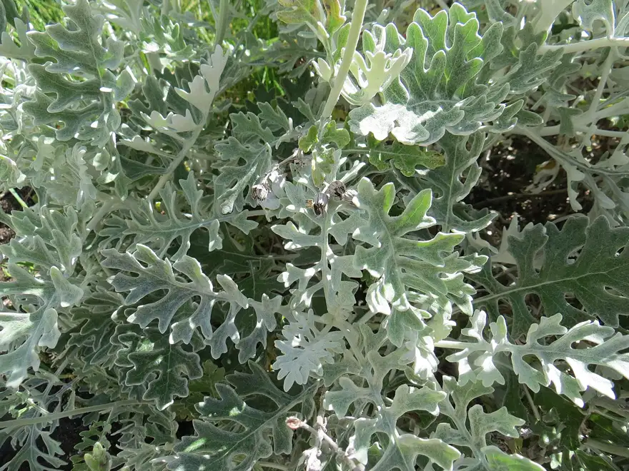 close-up of a deeply lobed silver-grey leaf covered in fine white felt