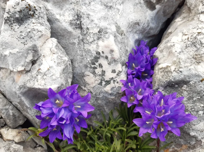 Grassy bells seeds — two tufts of violet bell-shaped flowers with narrow leaves wedged into pale limestone