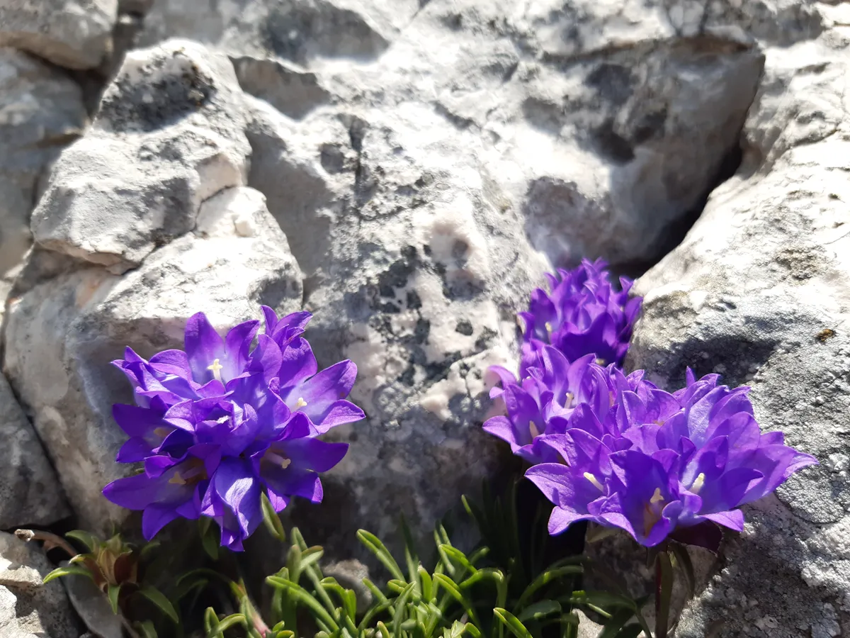 two violet-blue alpine bell clusters rising from grassy foliage between sunlit limestone rocks