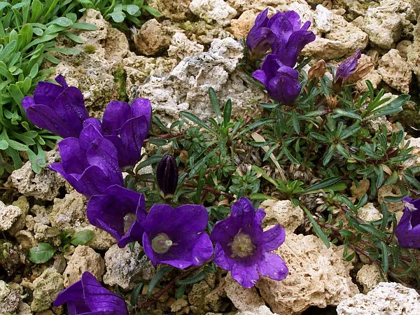 deep purple alpine bells with narrow thyme-like leaves spreading over gritty tufa rock