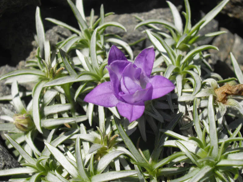 a single violet bell on a silvery-leaved dwarf alpine cushion in a sunny rock garden