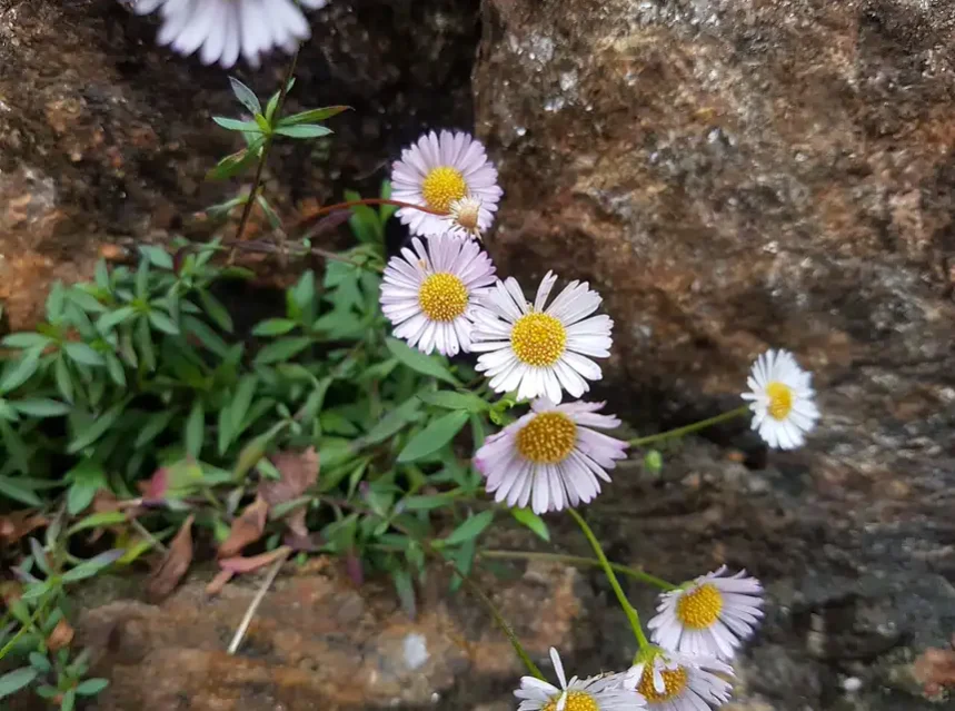 Erigeron mexican fleabane seeds — white and pink Mexican fleabane daisies growing out of a crack in a rock wall