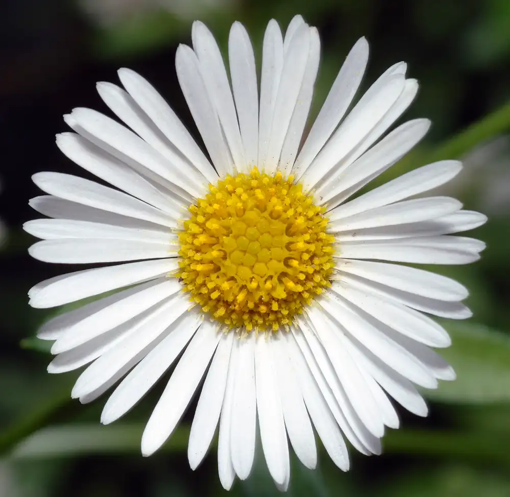 close-up of a single crisp white Mexican fleabane daisy with a golden-yellow centre