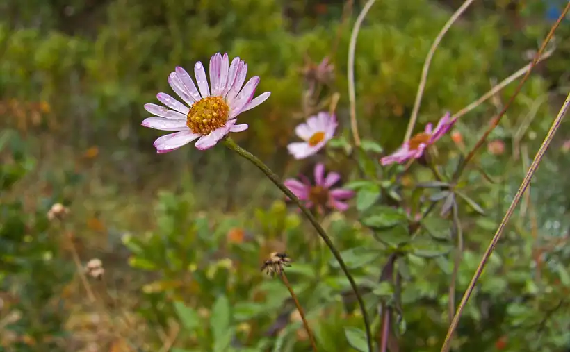 dewy pink-aged Mexican fleabane daisies showing the white-to-magenta colour shift