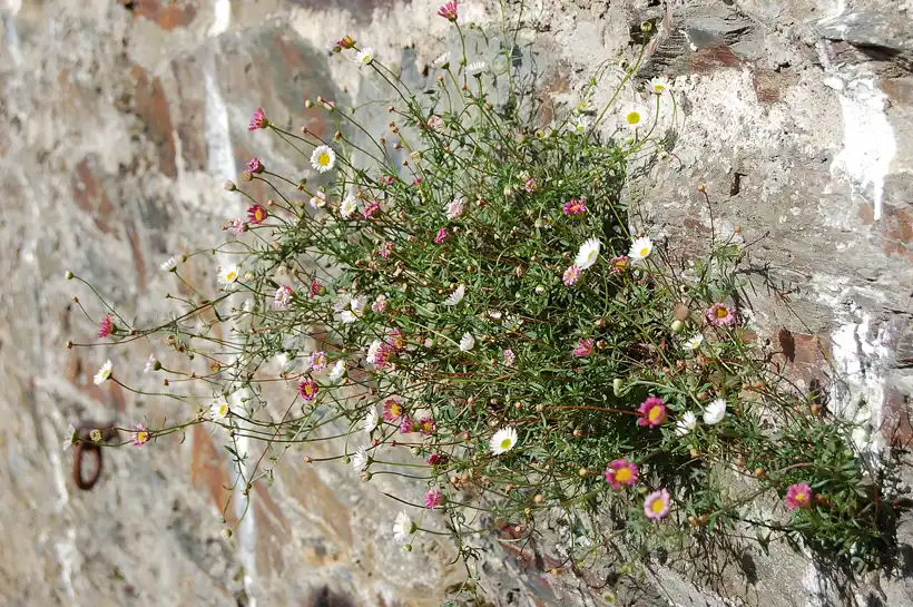 a full clump of Mexican fleabane cascading from a stone wall in white pink and magenta