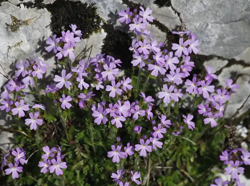 Erinus alpinus — sprawling mat of small pink-mauve star flowers growing out of a pale limestone rock