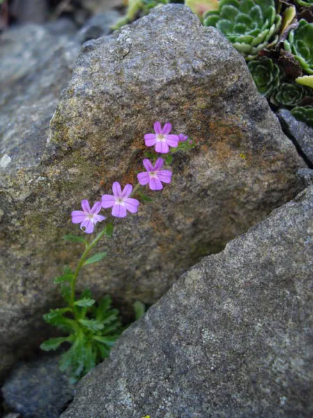 Pink five-petalled flowers growing from a crevice between alpine rocks