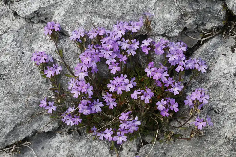 A low clump of fairy foxglove with lilac-pink star flowers spreading over grey rock