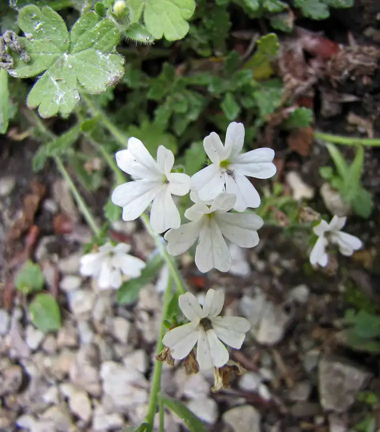 Small white alpine flowers growing between rocks