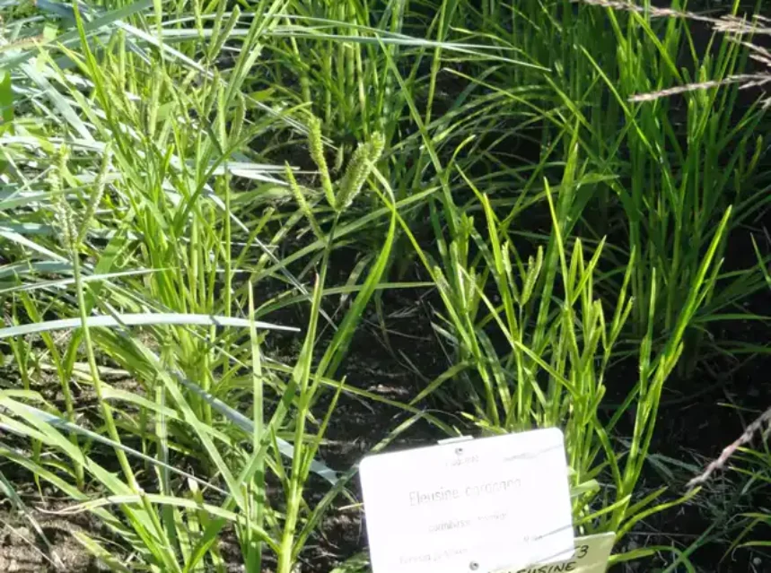 Finger millet seeds — finger millet growing in a trial bed beside a metal plant label