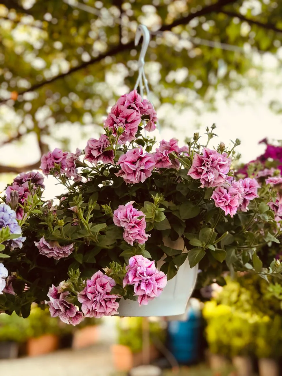 Best Flowers For Hanging Baskets — Blooming pink petunias in a hanging basket.