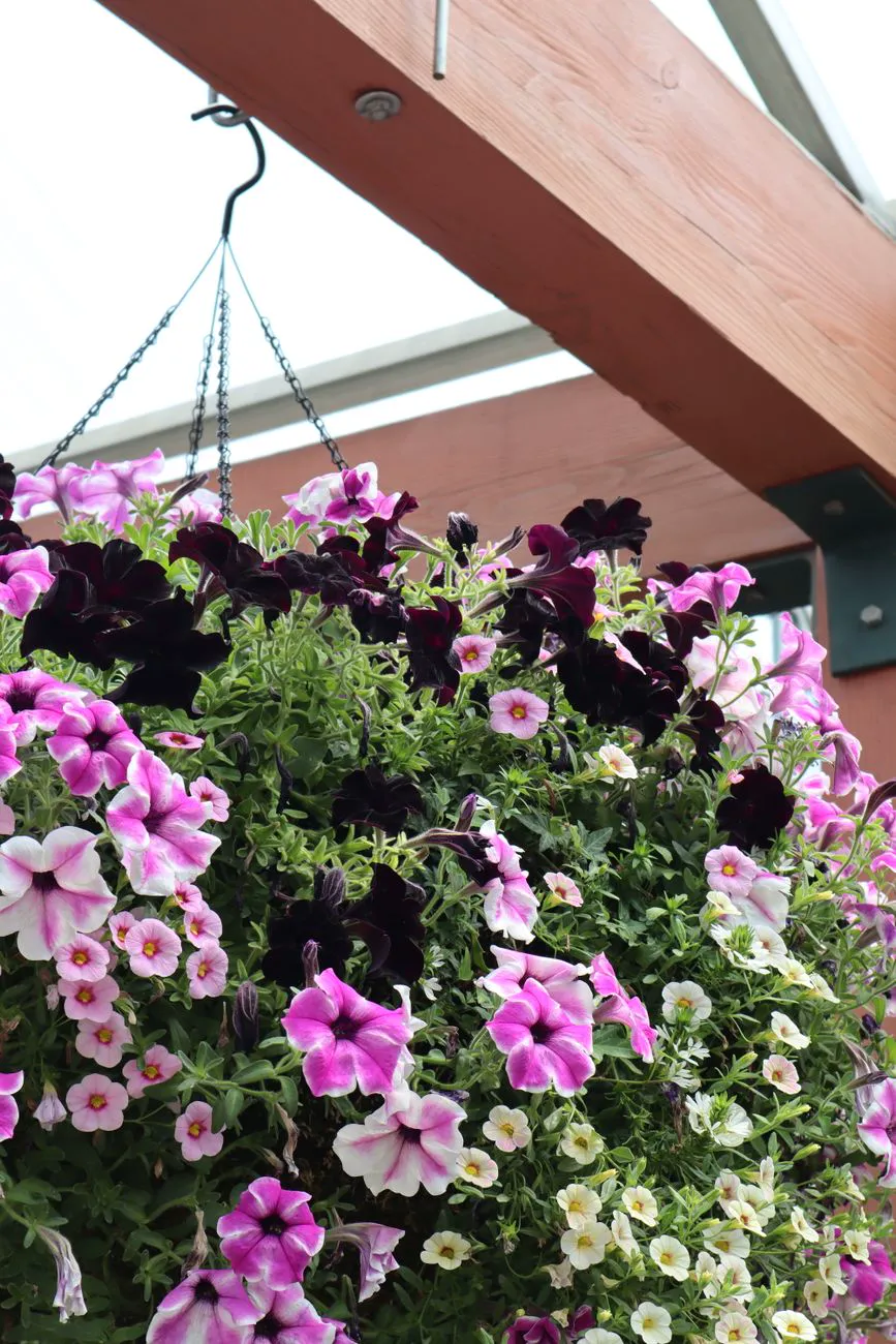 A hanging basket filled with petunias.
