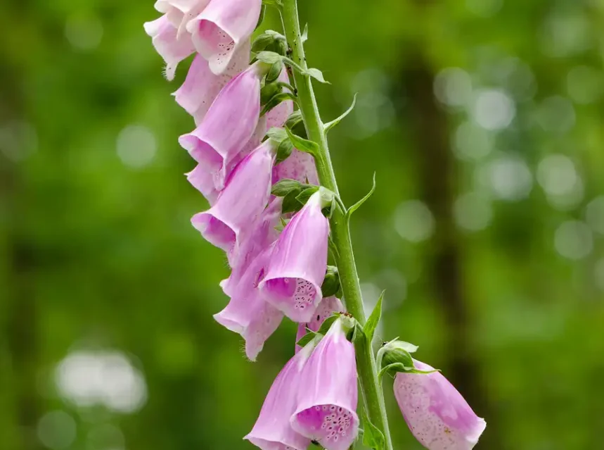 Foxglove seeds — tall foxglove spike of pink bell flowers with spotted throats in woodland