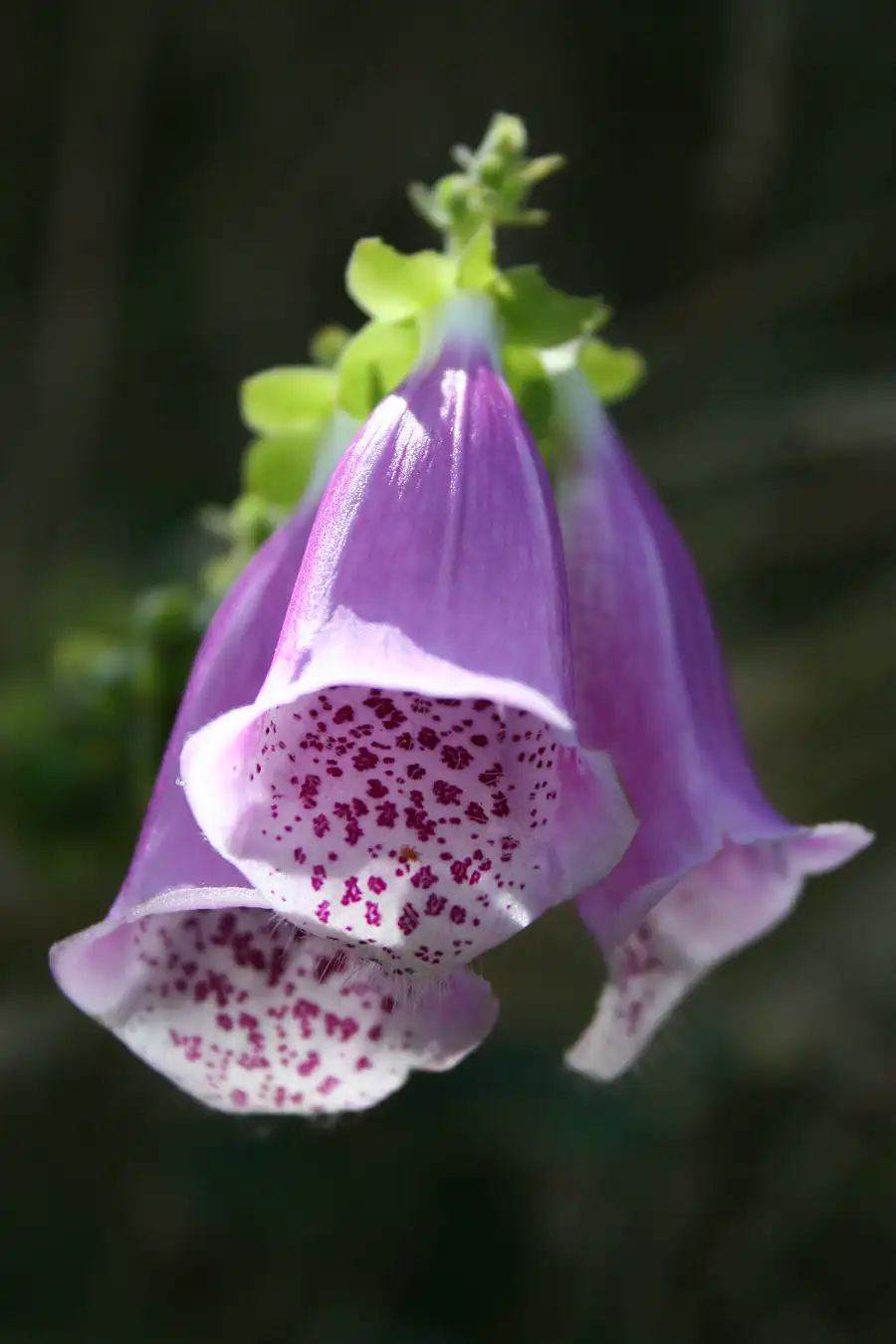 close-up of a foxglove flower showing the white throat freckled with deep magenta spots inside