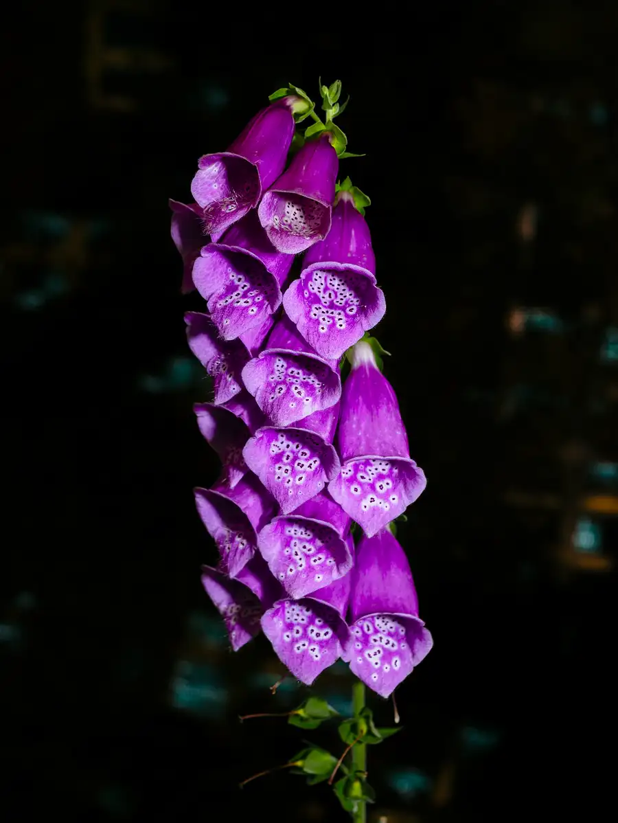 a dense spike of magenta-purple foxglove thimble flowers against a dark background