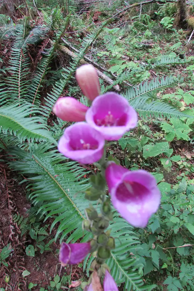 a foxglove plant flowering in a shady woodland bed among green ferns