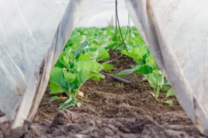 Best Garden Cloches