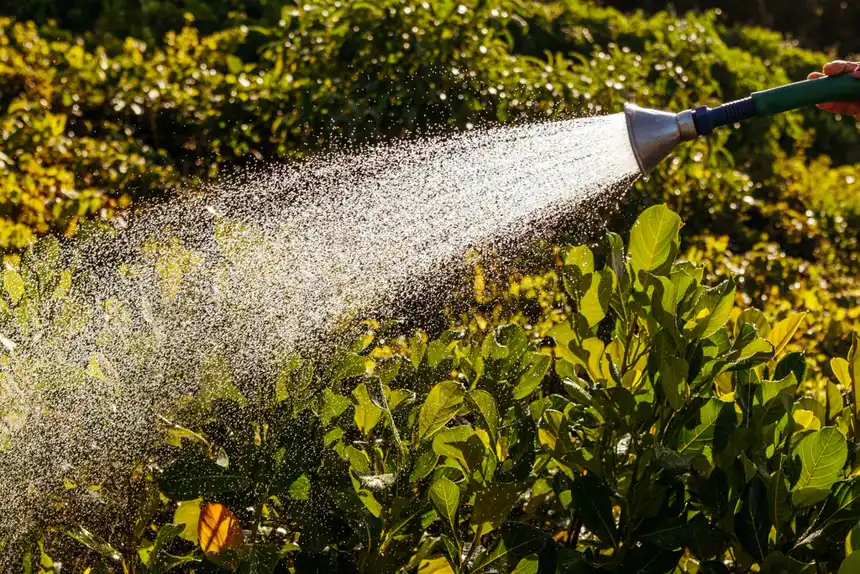 Water spraying from a hose pipe onto green plants in bright sunlight