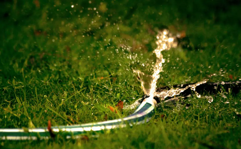 Garden hose leaking water from a split while lying on grass