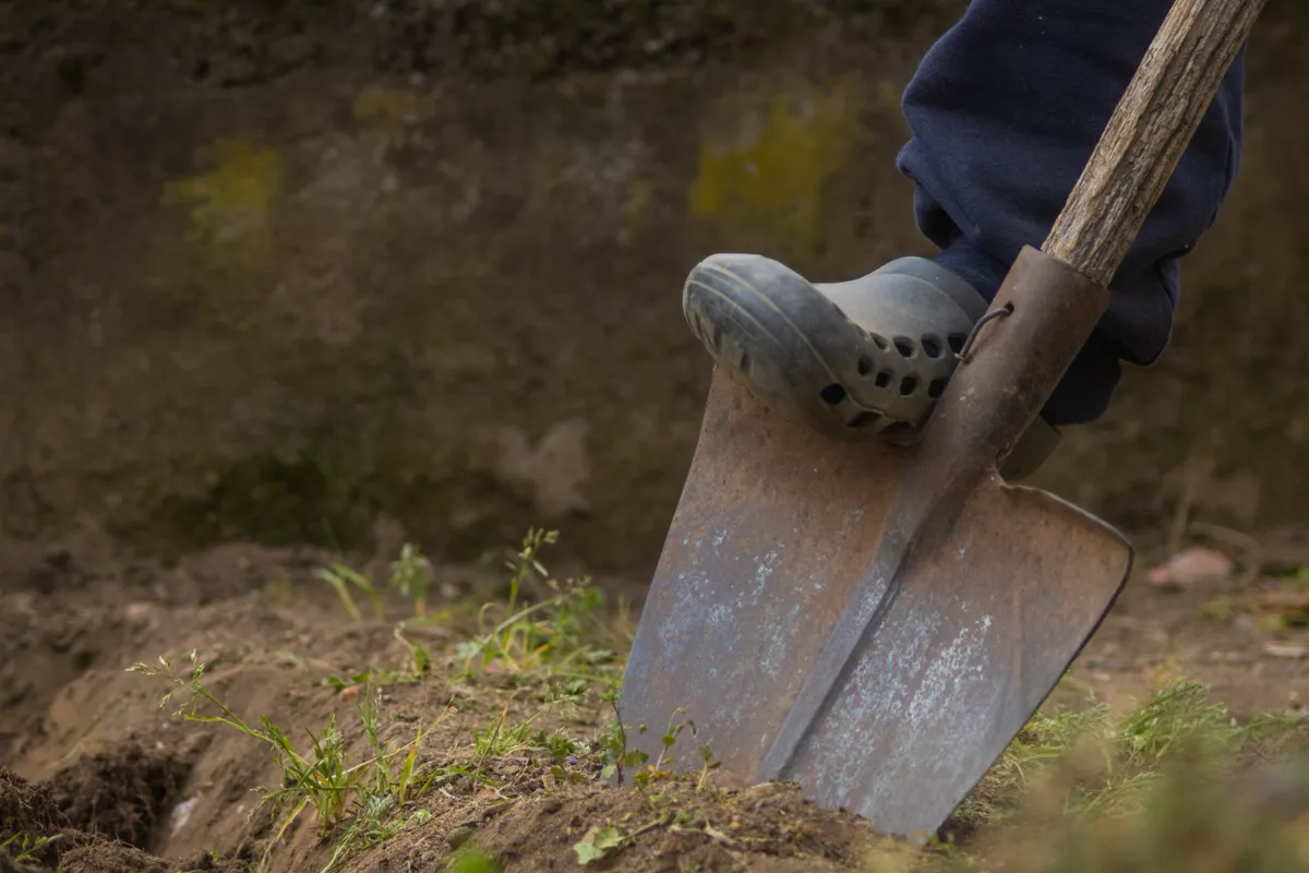 Digging a bed by pushing a spade blade into the ground