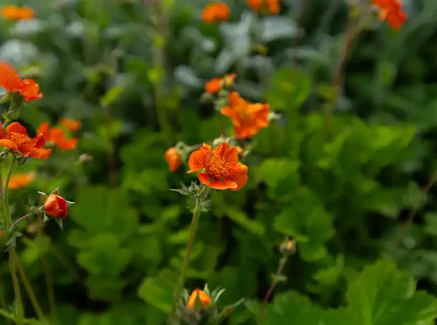 Geum seeds — orange geum flowers on wiry stems above crinkled green foliage