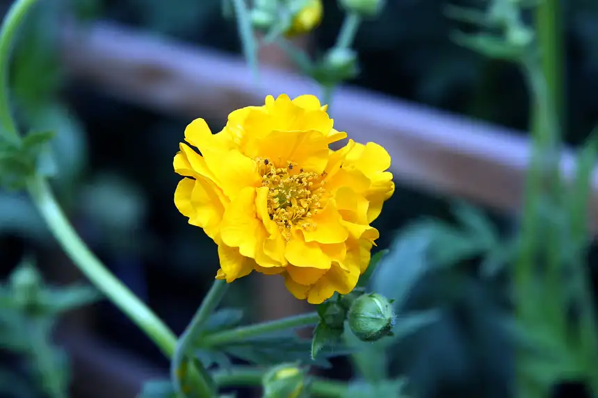 a golden-yellow double avens flower of the Lady Stratheden type with ruffled petals