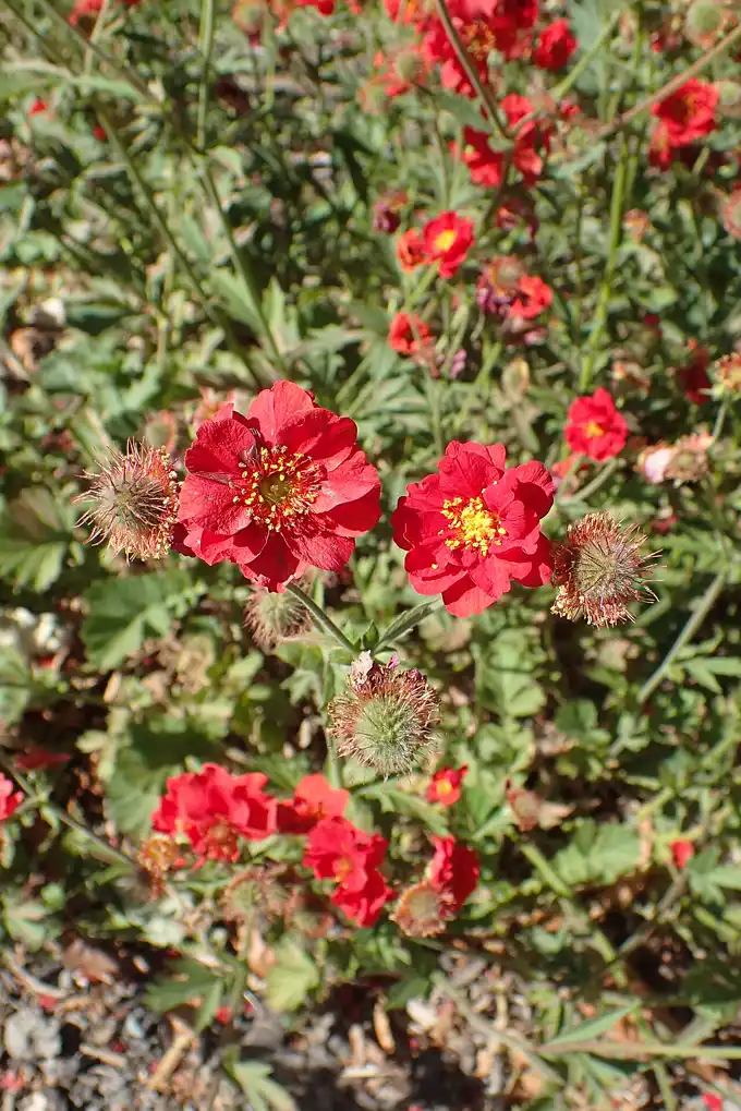 scarlet-red double Mrs Bradshaw avens flowers and fuzzy seedheads in a sunny border