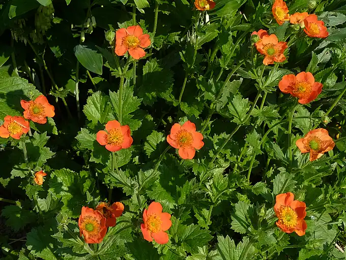a clump of orange-red avens in full bloom with many open flowers over green foliage