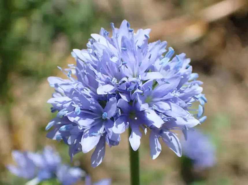 Gilia capitata — rounded lavender-blue globe gilia flower head with protruding stamens