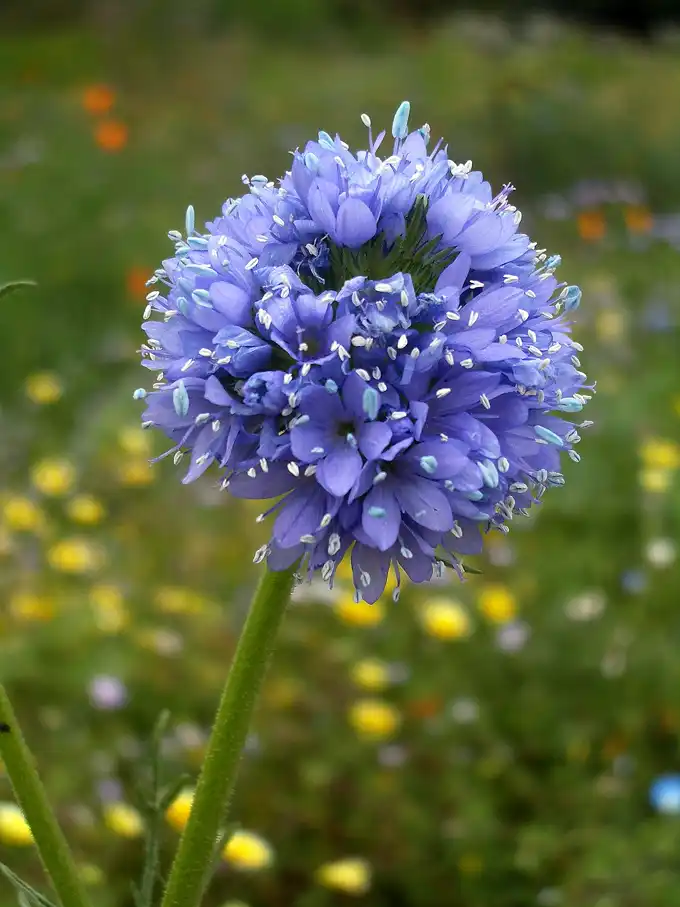 a single blue-violet globe gilia flower head on a slender stem in a wildflower meadow