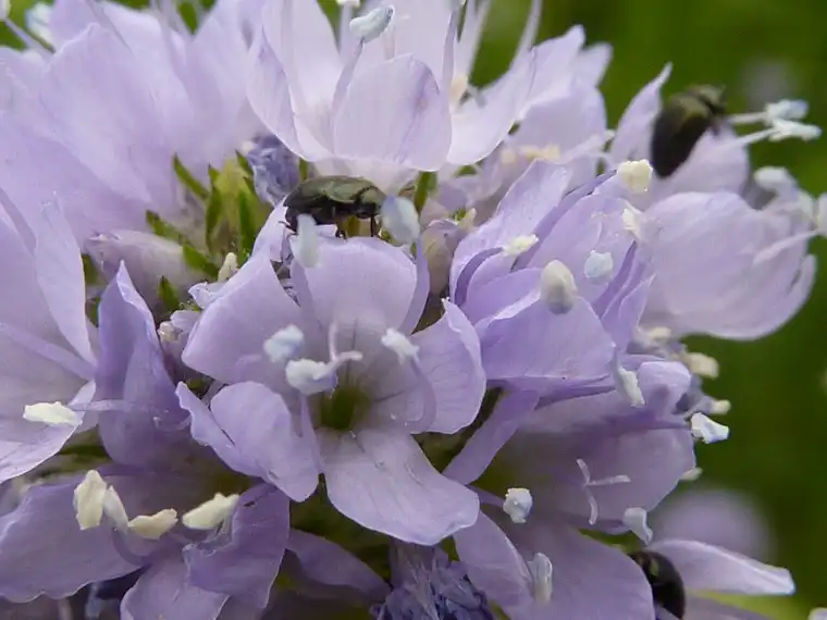 small pollinating insects feeding on the powder-blue florets of a globe gilia flower head